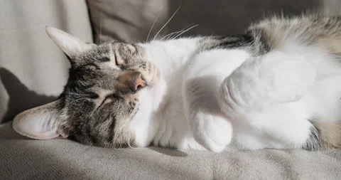 Cute sleeping domesticated cat sleeping on couch, cpncept of animal shelter. Stock Footage 151959757