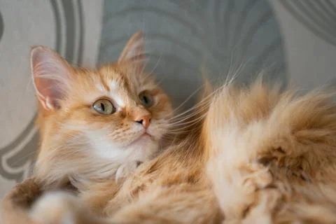 Cute sleeping ginger cat at her house Stock Photos