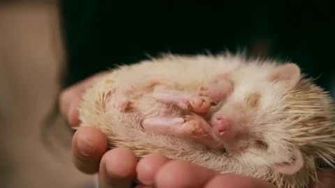 Cute Sleeping Hedgehog Stock Footage 95302922