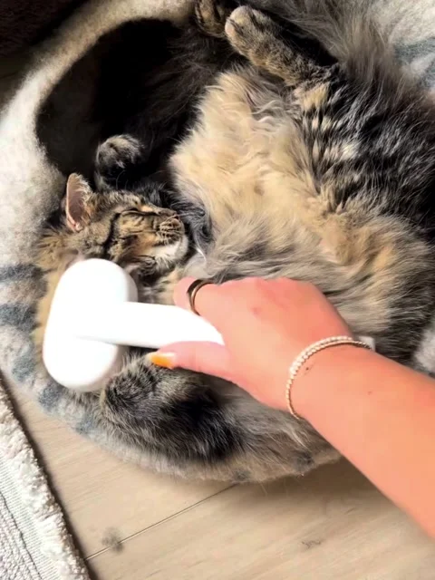 Cute Sleeping Kitten Being Groomed Relaxing Pet Care Lifestyle Video Vídeo Stock 334070231