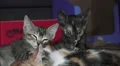 Cute Sleeping Kitten Cat Plie 02 HD HD Footage