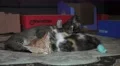 Cute Sleeping Kitten Cat Plie 4K 4k or 4k+ Resolution