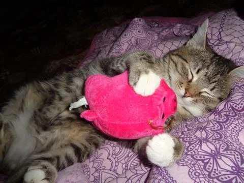 Cute Sleeping Kitten Foto stock