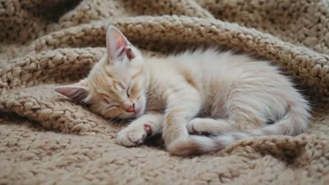 Cute Sleeping Kitten on Soft Blanket Stock Footage 314665229