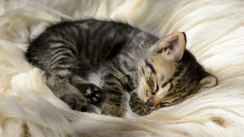 Cute sleeping kitty. Stock Footage 138659911