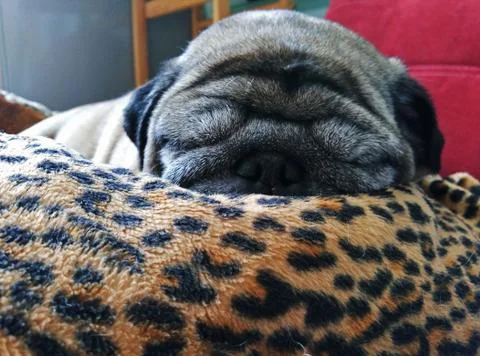 Cute sleeping pug Stock Photos