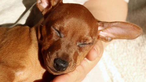 A cute, sleeping puppy's muzzle on a man's hands. pets.The muzzle of a small dog Stock Footage 254096753