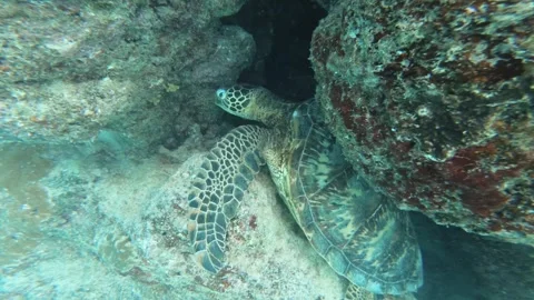 A cute sleeping sea turtle stuck itself body between coral reef rocks gaps in Se Stock Footage 250468355
