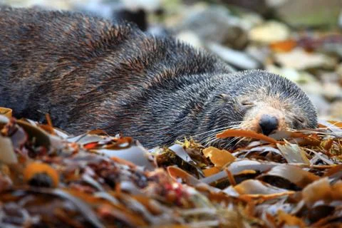 Cute sleeping seal Stock Photos