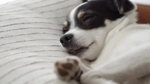 Cute Sleeping Small Dog on Cozy Pillow - HD Video Video stock 341473662