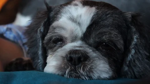 Cute Sleepy black and white Puppy Shih Stock Video Pond5