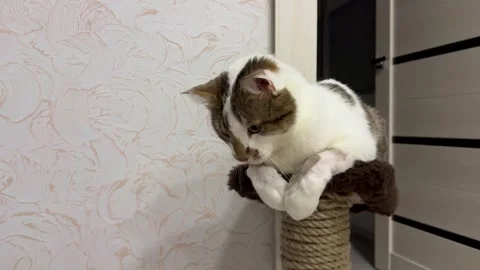 Cute sleepy cat lying on bed indoors and the concept of pets, slow motion Stock Footage 309026264