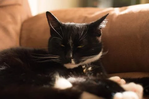 Cute Sleepy Cat on Sofa Foto stock
