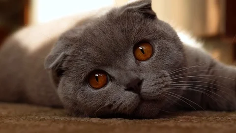 Cute sleepy face of scottish fold cat 動画素材 125485656