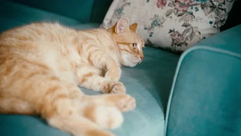 A cute sleepy ginger cat lying on a couch. Stock Footage 168294087