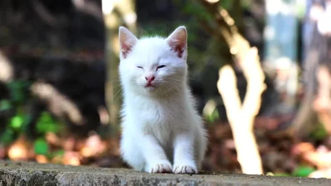 Cute sleepy kitten falling asleep while sitting and losing balance Stock Footage 253697323