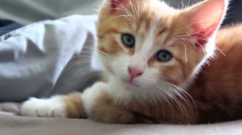 Cute Sleepy Orange Kitten Stock Footage 25165486