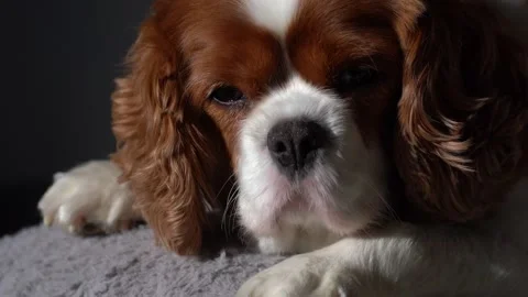 A cute sleepy puppy Stock Footage 334819608