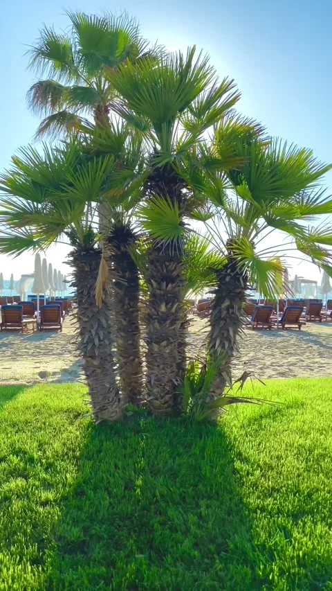 Cute slender young palm trees on a green lawn. Stock-Footage 247081657