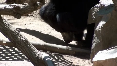 Cute Sloth Bear Hunting Bugs (Up-close) Vídeo Stock 76003367
