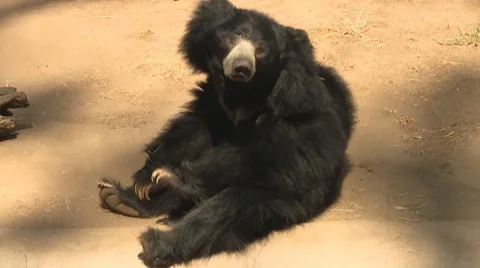 Cute Sloth Bear Sitting at San Diego Zoo Stock Footage 8599243
