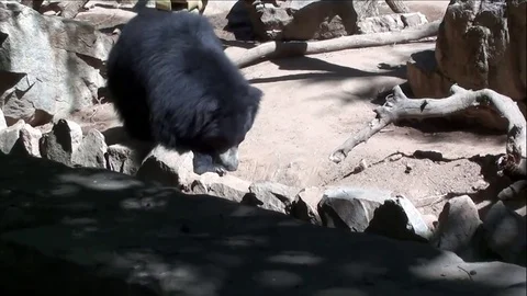 Cute Sloth Bear Walking Back and Forth Видео 76003428