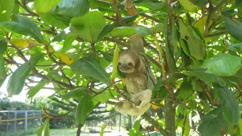 Cute Sloth Explores Tree Stock Footage 87665452