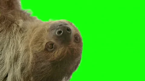 Cute sloth hanging upside down on green screen background Vidéo 337521502