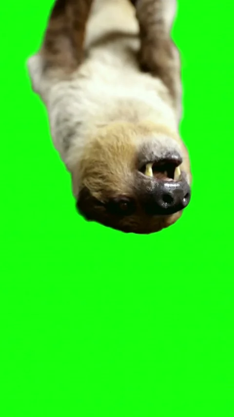 Cute sloth hanging upside down looking closely at camera on green screen ba.. Vidéo 337929536