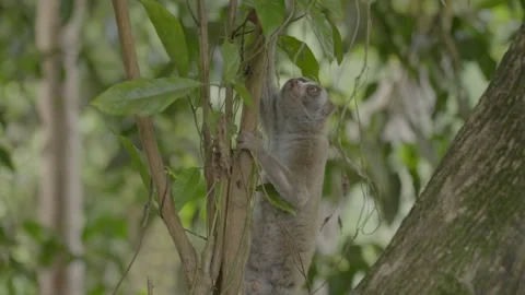 Cute Slow Loris Climbing On Tree In Forest - Sumatra, Indonesia Stock Footage 204007551