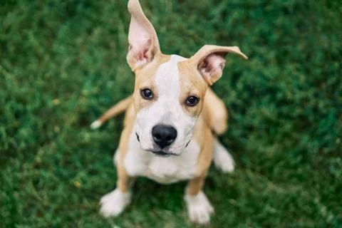 Cute small American Staffordshire Terrier puppy sitting outdoors Stock Photos