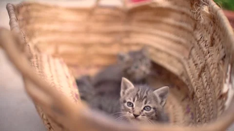 Cute small baby cats litter new-born kittens portrait outdoors. 動画素材 277104953