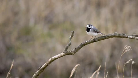 Cute small black and white sparrow type bird relaxing on branch before flying Stock Footage