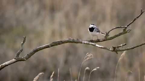 Cute small black and white sparrow type bird relaxing and cleaning its beak Stock Footage 107063627