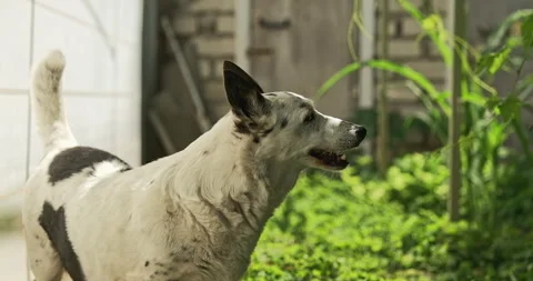 Cute small black and white dog walking in a backyard, looking side to side, s Stock-Footage 279486971