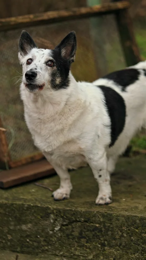 Cute small black and white dog looking up, barking at a cat on a tree. Stock Footage 300096171