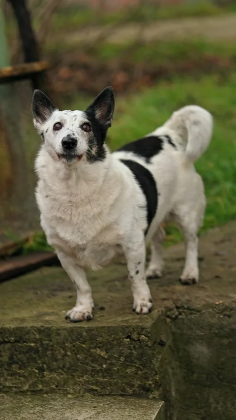 Cute small black and white dog looking up, barking at a cat on a tree. Stock Footage 300096235