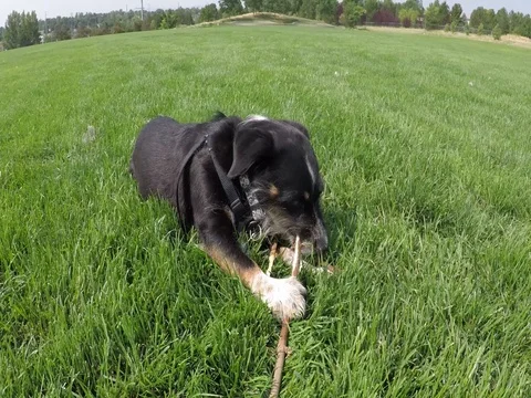Cute Small Black Dog Chews on Stick Stock Footage 78491002