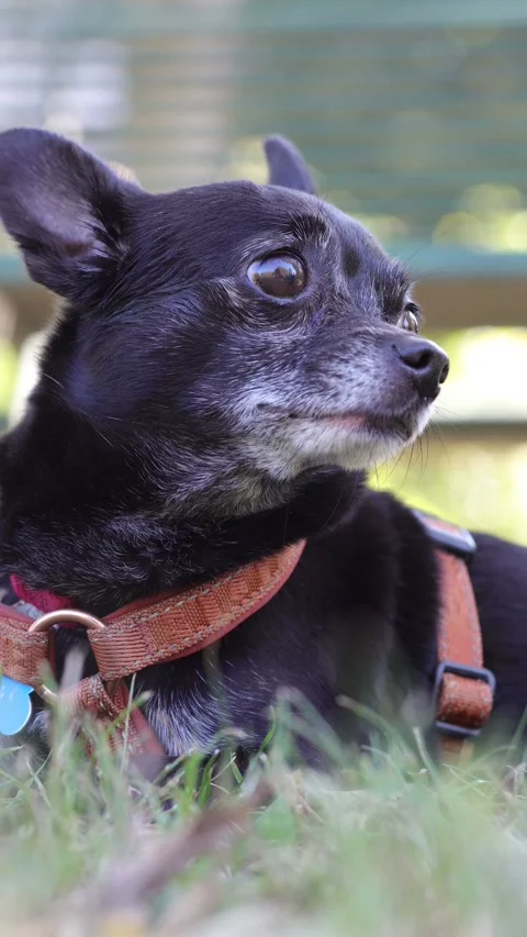 Cute small black dog sitting on grass Stock Footage 346254599