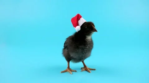 Cute small black Rooster in Santa hat, 2017 New Year concept Stock Footage 68457332