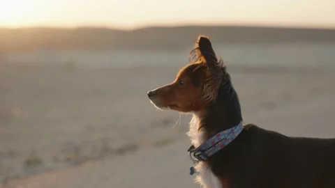Cute small brown and black dog looking dramatically at the horizon at sunset Stock Footage 226230083