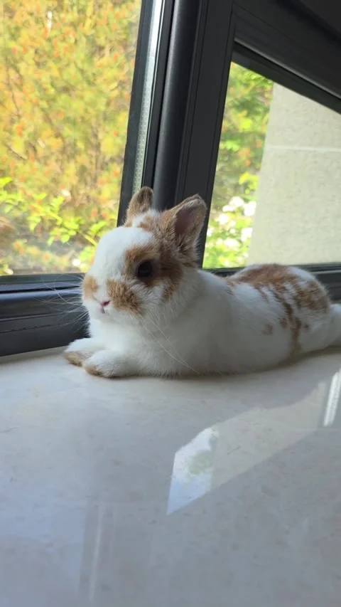 A cute small brown and white bunny resting on a windowsill Stock Footage 335249422