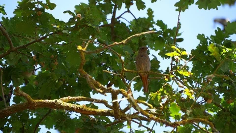 Cute small brown bird in a tree branch. Sunset lighting. Stock Footage 115095379
