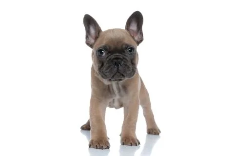 Cute small bully standing isolated on white background 写真素材
