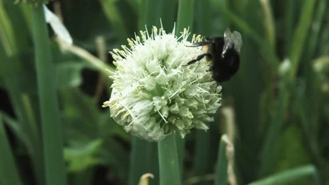 Cute small bumblebee walking on onion flower 動画素材 95176291