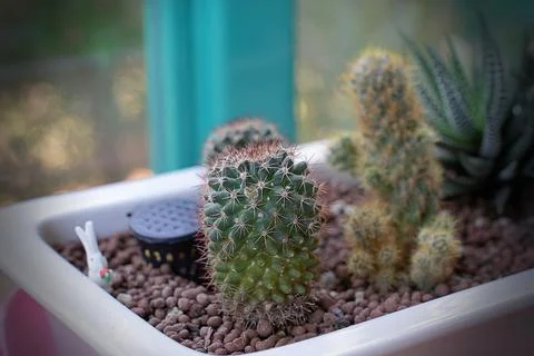 Cute small cacti in a ceramic pot, long red-black spikes. Green cactus at hom Stock Photos