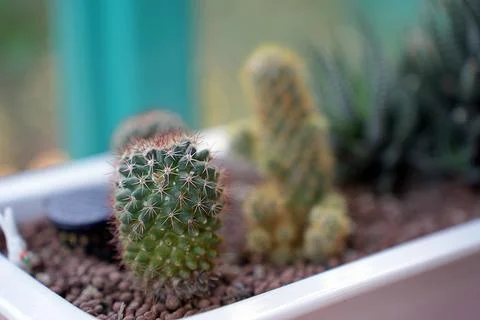 Cute small cacti in a ceramic pot, long red-black spikes. Green cactus at hom Stock Photos