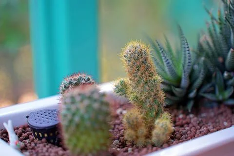 Cute small cacti in a ceramic pot, long red-black spikes. Green cactus at hom Stock Photos