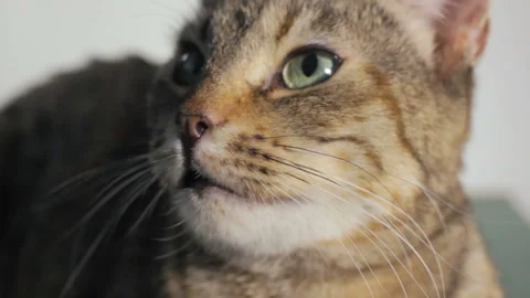 Cute small cat, isolated 库存影片 87923512