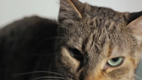 Cute small cat, isolated Video stock 87923518